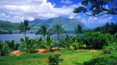 Landscapes nature Hawaii palm trees tropical