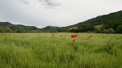 Landscapes nature hills Poppies fields