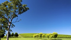 Landscapes nature hills vineyard south australia