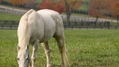 Landscapes nature Horses