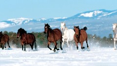 Landscapes nature Horses