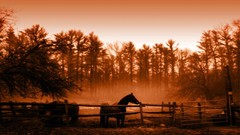 Landscapes nature Horses