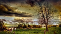 Landscapes nature Horses countryside fields