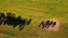 Landscapes nature Horses lithuania Baltic states unseen 