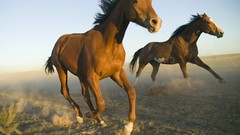 Landscapes nature Horses new mexico