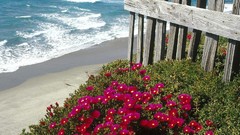 Landscapes nature ice coast California