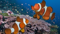 Landscapes nature Indonesia pair clownfish