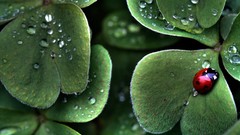 Landscapes nature insects ladybirds