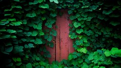 Landscapes nature ivy