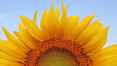 Landscapes nature Japan