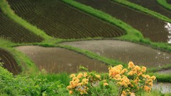 Landscapes nature Japan