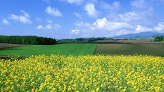 Landscapes nature Japan fields