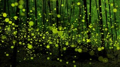 Landscapes nature Japan fireflies bokeh forests