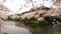 Landscapes nature Japan reflections cherry blossoms