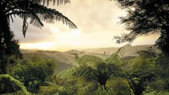 Landscapes nature jungle