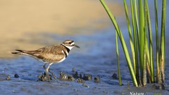 Landscapes nature Killdeer