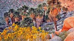 Landscapes nature land California palm trees Wildflowers yellow 
