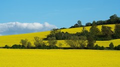 Landscapes nature land fields yellow field