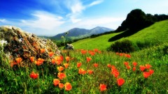 Landscapes nature land Poppies