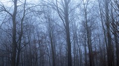 Landscapes nature land roads forests