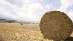 Landscapes nature land wheat