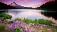 Landscapes nature land Wildflowers