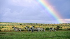 Landscapes nature land zebras rainbows