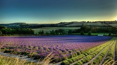 Landscapes nature lavender