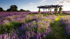 Landscapes nature lavender