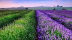 Landscapes nature lavender houses fields
