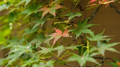 Landscapes nature leaves