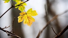 Landscapes nature leaves depth