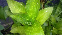 Landscapes nature leaves Plants