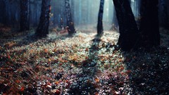 Landscapes nature light birch forests slender