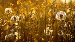Landscapes nature light dandelions Herbs