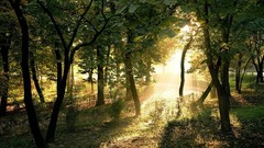 Landscapes nature light Wood