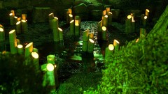 Landscapes nature lights Garden