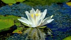 Landscapes nature lily pads