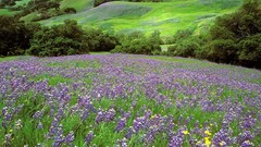 Landscapes nature lupine