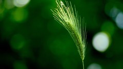 Landscapes nature macro