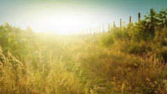 Landscapes nature macro