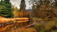 Landscapes nature magic USA forests