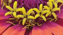 Landscapes nature Maine zinnia