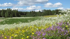 Landscapes nature meadows Wildflowers