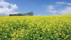 Landscapes nature meadows yellow