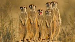 Landscapes nature meerkats