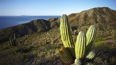 Landscapes nature Mexico cactus