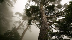 Landscapes nature mist