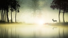 Landscapes nature mist deer