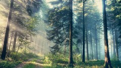 Landscapes nature mist forests